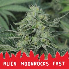 Alien Moonrocks Fast, Фасовка: 10